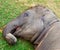 Little young elephant lying on the grass