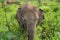 Little young elephant in nature front view photo