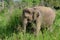 Little young elephant in nature walking in high grass