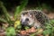 Little young hedgehog (Erinaceus europaeus) in autumn forest loo