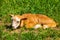 Little young red lamb lies on the grass and cannot get to its feet