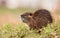 Little young river coypu