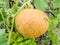 Little young yellow pumpkin Cucurbita pepo on a bush in the garden. Agricultural concept, cultivated plants.