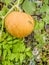 Little young yellow pumpkin Cucurbita pepo on a bush in the garden. Agricultural concept, cultivated plants