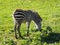 A little Zebra foal -- the beauty of black and white