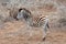 Little Zebra foal [equus quagga] in Africa