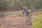 Little zebra grazes in the savanna of Tsavo National Park