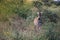 Little zebra grazes in the savanna of Tsavo National Park