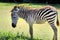 Little zebra on green grass field