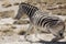 Little zebra portrait namibia