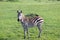 A little zebra in the savannah of Kenya