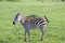 A little zebra in the savannah of Kenya