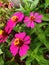 Little Zinnia Flower Bloomed with Brave Pink