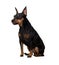 Little zwergpinscher. Isolated over white background