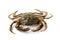 Littoral crab (Carcinus aestuarii) on white