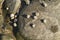 Littorina saxatilis, rough periwinkle, shells clinging to rock.