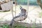 Live animal lemur sitting on a wooden deck