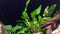 Live aquarium green plants. Underwater anubias plant in fish tank.