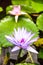 Live Aquatic Purple Hardy Water Lily in Pond with Green Leaves