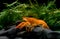 Live baby orange crayfish with rock and water weed