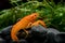 Live baby orange crayfish with rock and water weed