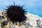 Live black and gray sea urchins