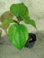 Live black pepper plant in pot