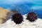 Live black sea urchins lie on rock