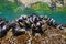 Live blue mussels underwater in the ocean Atlantic