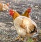 Live brown chicken walking on the farm. Country life.