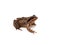 Live brown frog on a white, isolated background