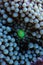 Live caribbean blue and green coral close-up macro
