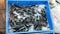 Live catfish wriggle in blue vendor bin for sale