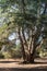 Live coast oak tree, tall healthy coastal evergreen oak, forest in southern california, vertical