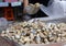 Live conch in the market