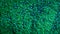 Live Coral Green Star Polyps