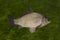 Live crucian carp fish with flowing fins isolated on natural green background