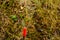 Live cuttings at grafting apple tree in cleft with growing buds, young leaves and flowers. Closeup