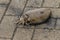 Live cuttlefish on the ground close-up