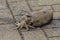 Live cuttlefish on the ground close-up