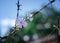 A live daisy flower in a rusty prison wire. The concept of life and the restriction of freedom.