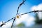 A live daisy flower in a rusty prison wire. The concept of life and the restriction of freedom.