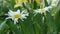 Live daisy flower, swaying wind, close up.Spring flower in a beautiful garden.