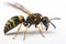 Live European paper wasp Polistes dominula on white background