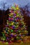 live evergreen tree lit up at night for Christmas with variety of colored lights