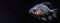 live fish on black background, panoramic layout.
