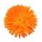 Live flower of yellow-orange full-flowered marigold marigold.