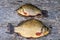 Live freshwater fish carp