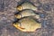 Live freshwater fish carp