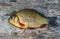 Live freshwater fish carp